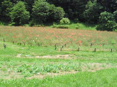 森林公園の御花畑